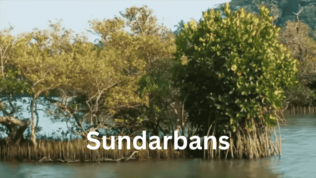 Sundarbans
